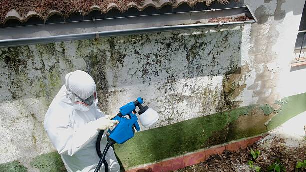 Trusted Mold Removal service in Holly Springs, NC - Cheap Mold Removal